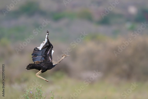 African bustard taking flight above dry savanna grass