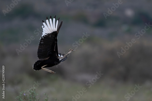 African bustard flying low over open grassland