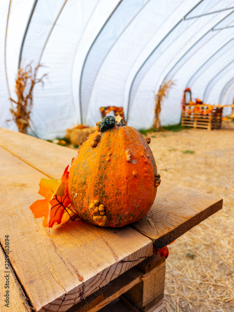 Fototapeta premium A gourd rests on the corner of a plank table. Orange skin with bumps stands beside red leaves against the curved ribs of a tunnel shelter.