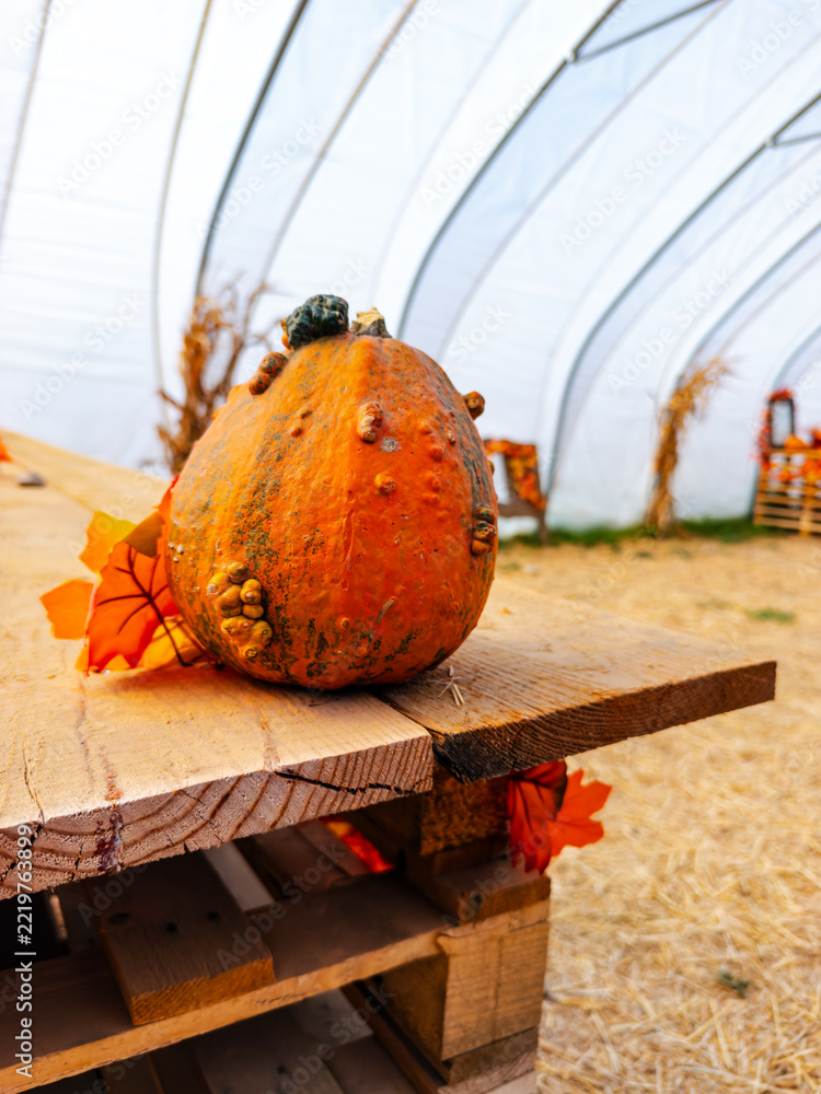 Fototapeta premium A gourd stands near the edge of a pallet table. A low view shows orange bumps above rough planks with a tunnel shelter behind.