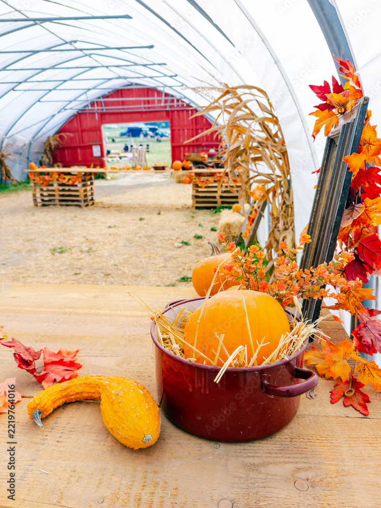 Fototapeta premium A pot holds a pumpkin beside a curved gourd on a table. Orange leaves surround the display below metal ribs with a red doorway in the distance.