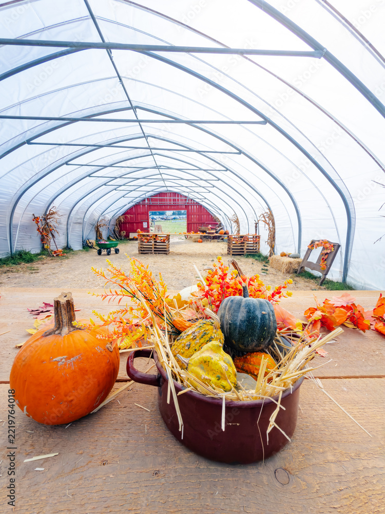 Fototapeta premium A pot of gourds stands beside a pumpkin inside a tunnel shelter. Green squash and orange floral decorations rise above straw under repeating metal arches.