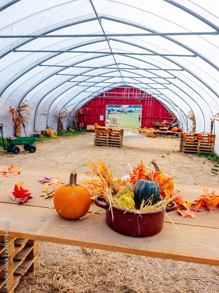Fototapeta premium A pot and a pumpkin stand on a table inside a tunnel shelter. Metal arches frame the interior above straw covered ground and a red doorway.