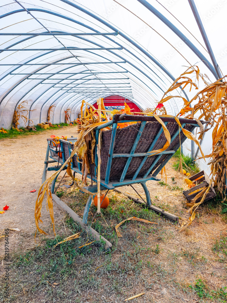 Fototapeta premium A sleigh stands inside a tunnel shelter among corn stalks. Turquoise rails frame a wicker back above grass beneath repeated metal arches.