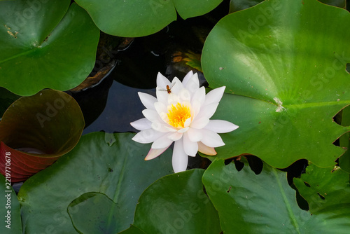 White Water Lily Blooming Among Green Lily Pads with Bee Collecting Nectar