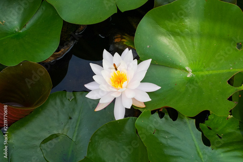White Water Lily Blooming Among Green Lily Pads with Bee Collecting Nectar