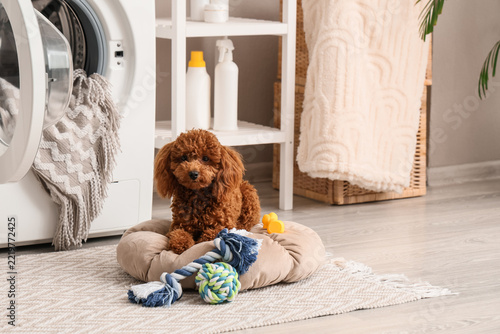Pet care and household chores, cute poodle dog resting on a soft bed in the l...