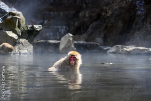 Sticker Jigokudani Monkey Park