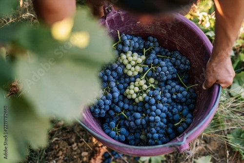 Freshly Harvested Red and Green Grapes in Bucket During Traditional Wine Harvest