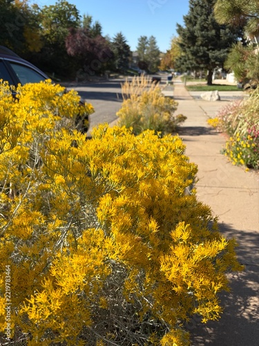 rubber rabbit brush blooming in a fall xeriscape garden landscape in utah, yellow flowers