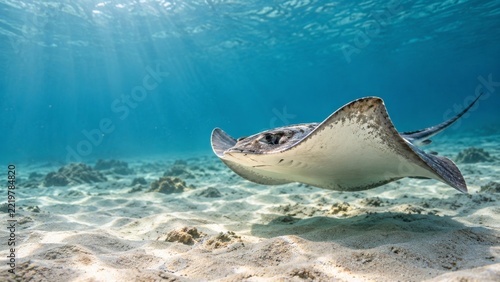 Spotted Ray Floating Close to a Sandy Seabed with Open Water Behind