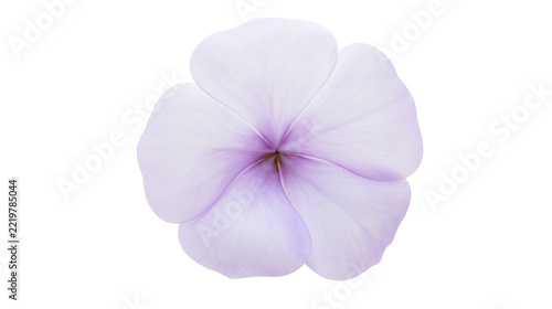Obraz na plátně Single pale purple periwinkle flower blossom with five delicate rounded petals