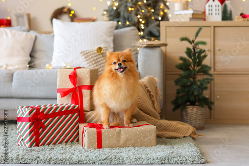 Cute Pomeranian dog with Christmas gift boxes in festive living room