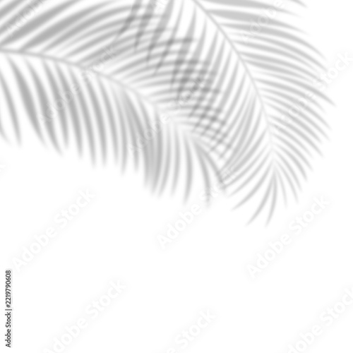 Arched tropical palm frond shadow overlay on transparent background. Overlay shadow effect of coconut leaf, mockups, invitations, branding, packaging, and overlay element