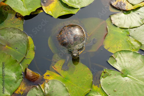 Overview of Pond Covered in Green Water Lily Leaves with Small Turtle