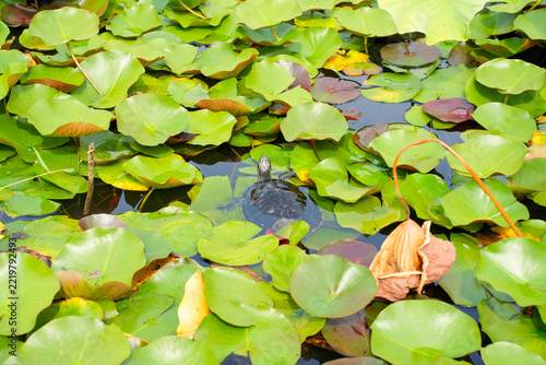Overview of Pond Covered in Green Water Lily Leaves with Small Turtle