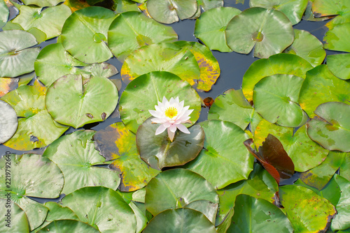 Close Up of Blooming Water Lily with Sunlight Reflecting on Water