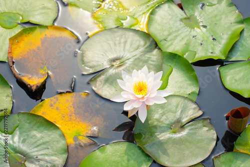 Close Up of Blooming Water Lily with Sunlight Reflecting on Water