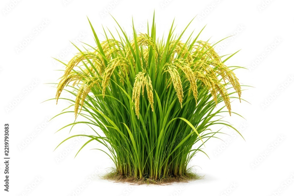 Naklejka premium Lush rice plant with golden grains on white background.
