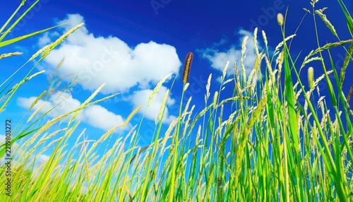Tall green grass stalks sway under a vibrant blue sky with white clouds.