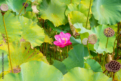 Pink Lotus Flower Blooming Among Broad Green Leaves and Lotus Pods