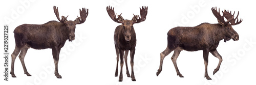 American moose isolated on transparent background