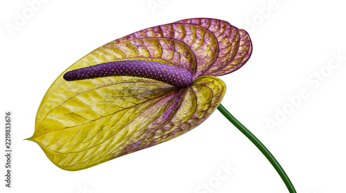 Variegated yellow and purple anthurium flower with textured spathe and spadix