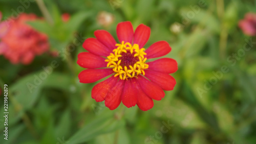 Vivid red zinnia flower with bright yellow center blooming among soft blurred green foliage.