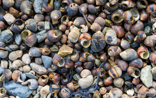 Periwinkle shells