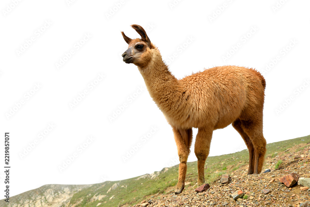Fototapeta premium Llama isolated on a transparent PNG background.