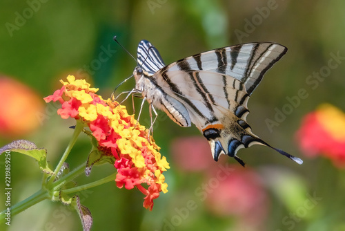 Scarce swallowtail