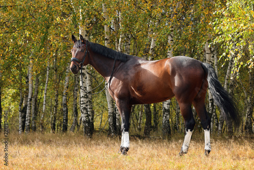 Sports dressage horse portrait in autumn nature background