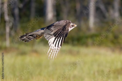 northern goshawk