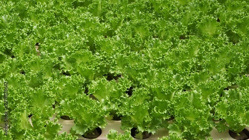 Vibrant green lettuce displaying tightly ruffled leaves and healthy growth