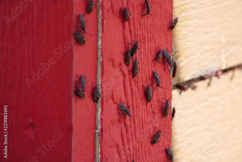 Boxelder Bugs Gathering on a House Wall in Autumn.
