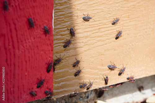 Boxelder Bugs Gathering on a House Wall in Autumn.