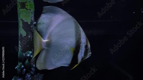 A beautiful batfish swimming beside a submerged structure in a dark aquarium environment.