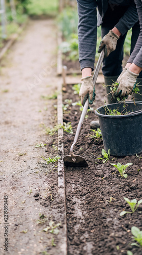 Gardener Loosening Soil With Hand Hoe Around Young Seedlings in Raised Bed