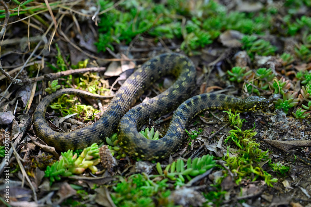 Fototapeta premium Vipernatter // Viperine water snake (Natrix maura) - Embalse del Ebro