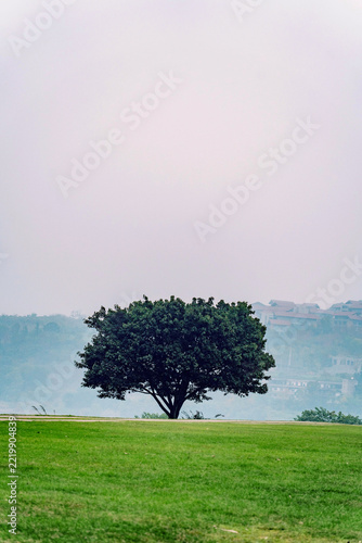 tree on the grass