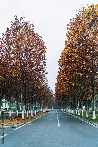 Autumn in the street