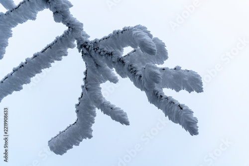 snow on the tree