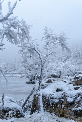 snow on the tree
