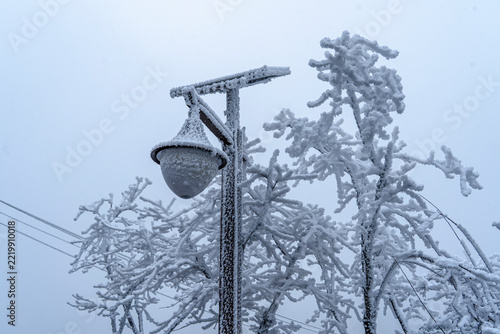 snow on the tree