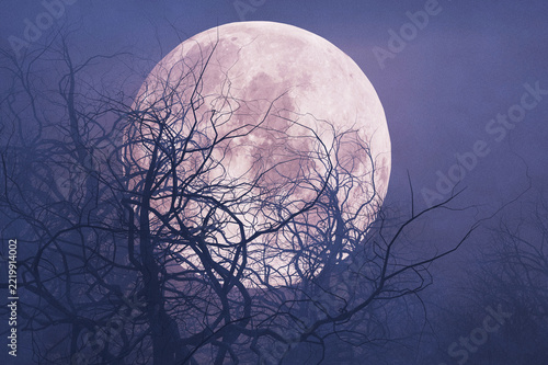 Obraz na plátně Eerie full moon rising behind bare silhouetted tree branches in foggy night sky