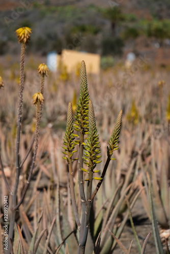 blooming aloe vera