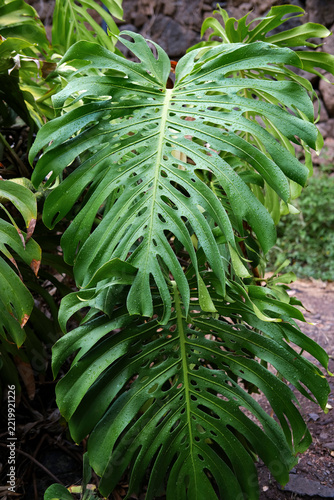 tropical monstera leaf
