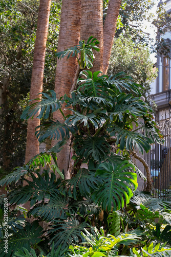 monstera on a tree 