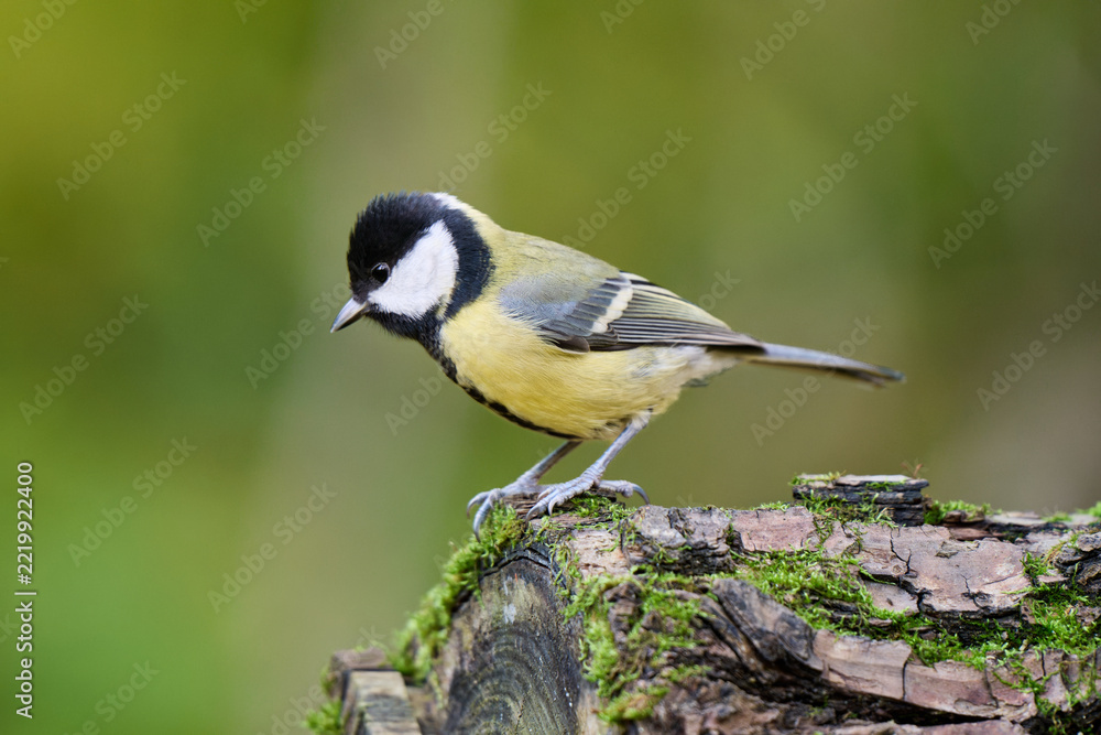 Obraz premium great tit parus major