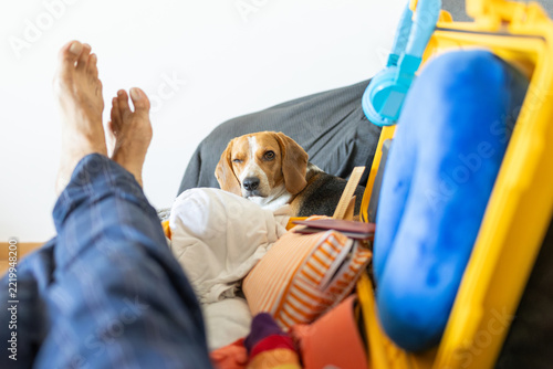 Obraz na plátně point of view of a Beagle dog winking an eye to his owner packing together a tra